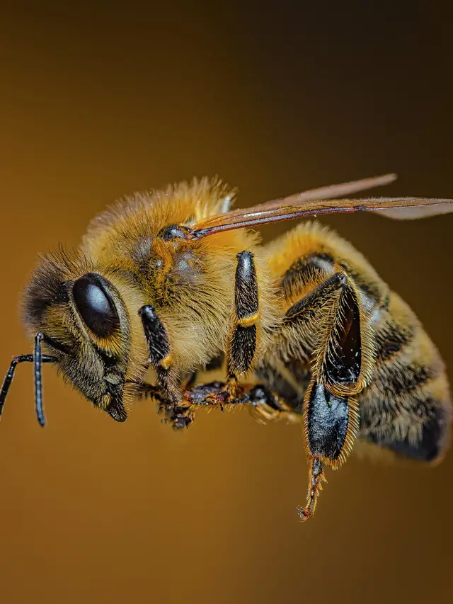 How Long Do Bees Live Without A Hive