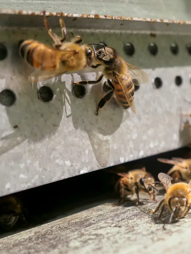 Long Live The Queen Bee- Queenless Behive Behavior