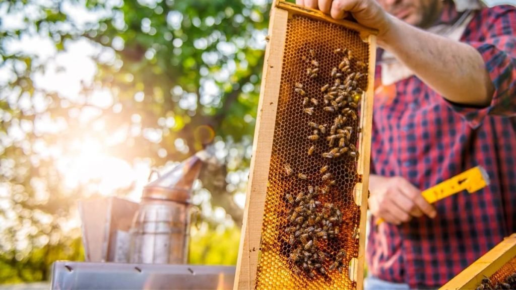 Why Don't Bees Sting Beekeepers? - Beekeeper Tips