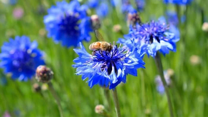 wildflower meadow