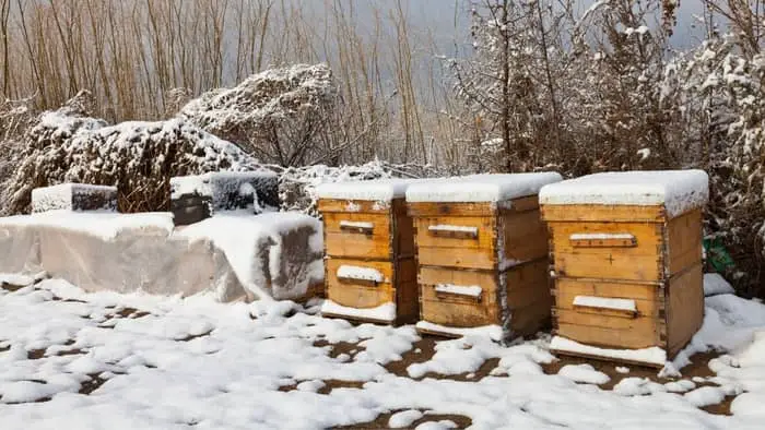 Beehive in the winter woods