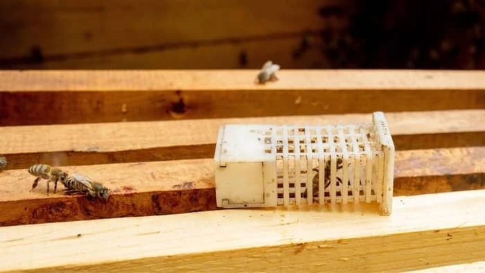 Beekeeper introducing a queen
