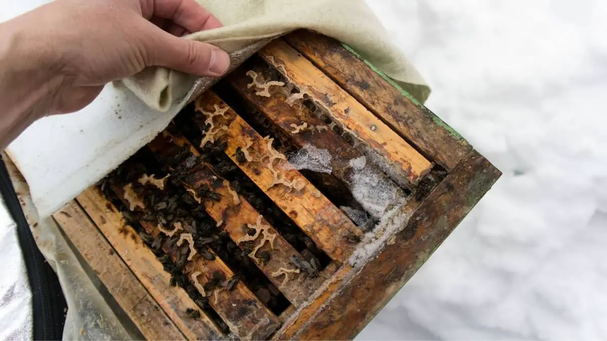 Do Bees Stay In Their Hives In The Winter