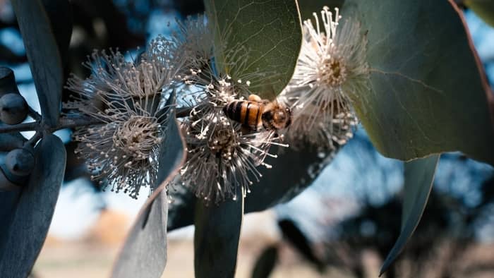 Honey bee over eucalyptus