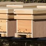 How Long Can Bees Stay In A Nuc