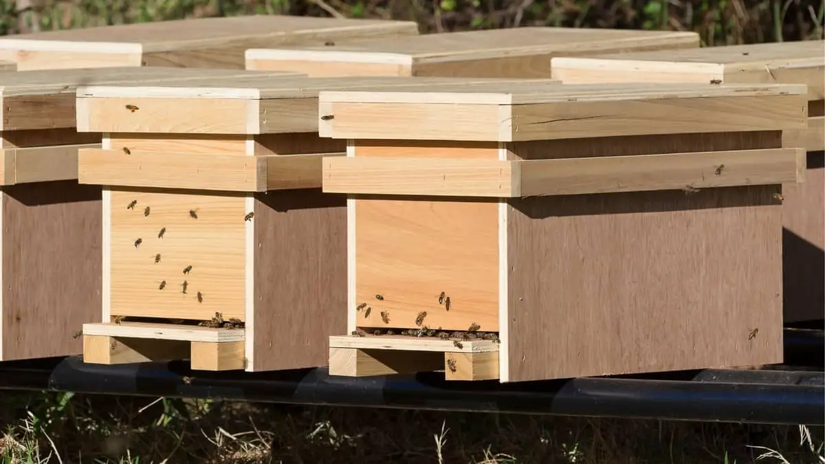 How Long Can Bees Stay In A Nuc