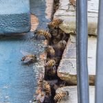 How To Keep Bees From Nesting