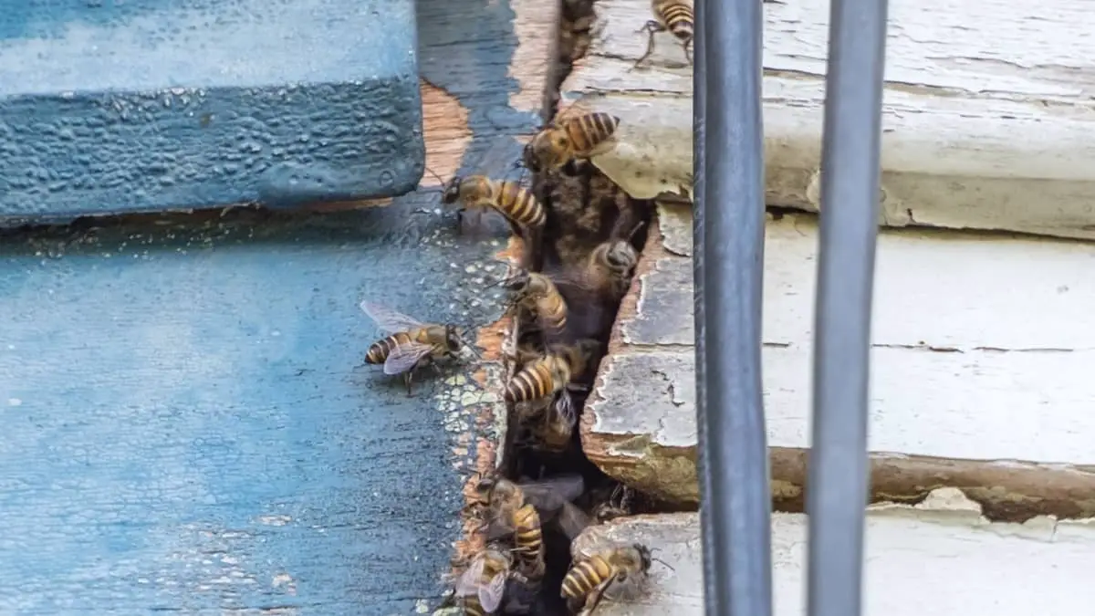 How To Keep Bees From Nesting