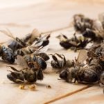 How To Kill African Bees