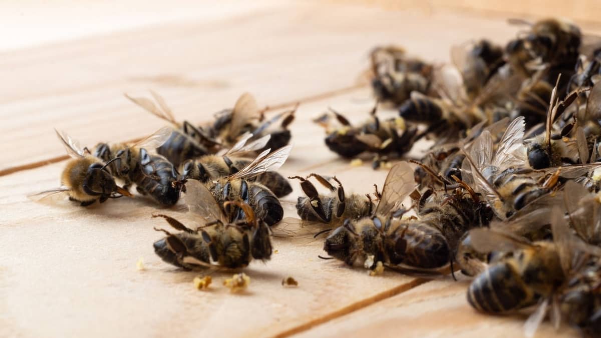 How To Kill African Bees