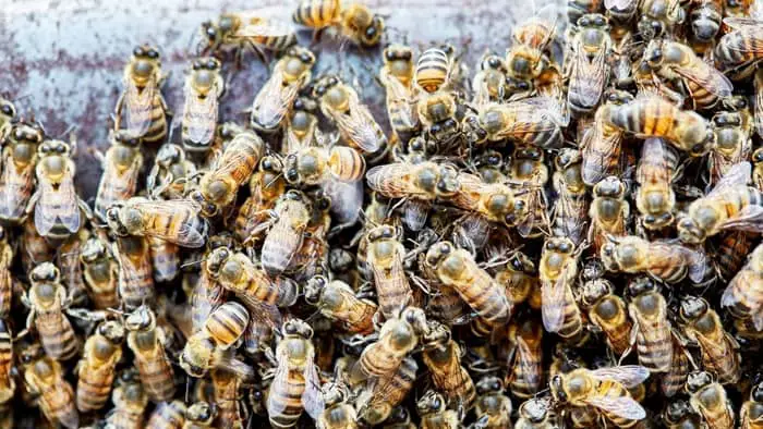 Swarm of Africanized Bees