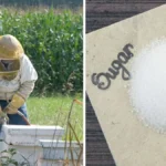 The Mountain Camp Method Of Feeding Bees