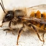 The Red Mason Bee