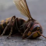What Happens If You Kill A Queen Bee