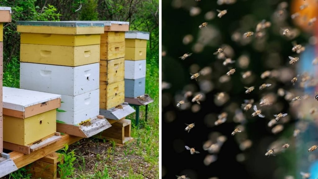 when-do-bees-go-away-beekeeper-tips