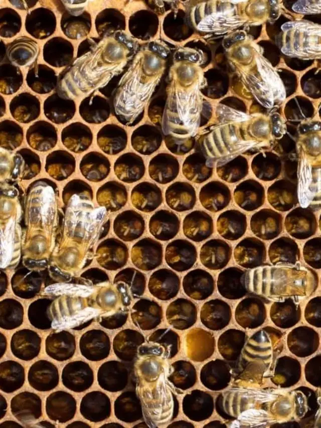 Explore The Reasons Bee Workers Lay Eggs