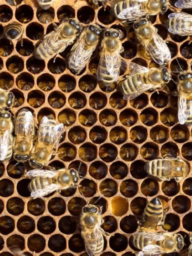 cropped-Can-Worker-Bees-Lay-Eggs1.jpg