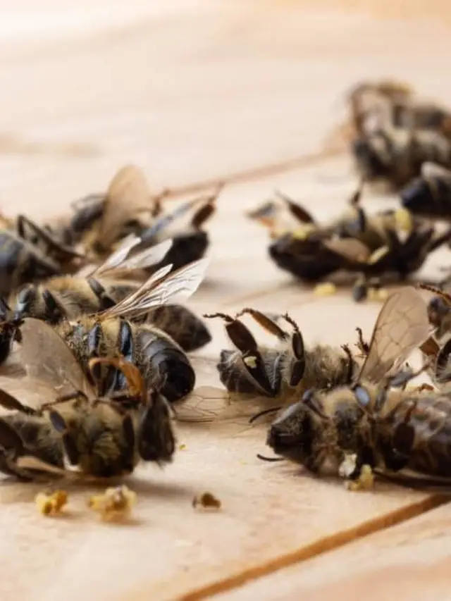 Understand The Importance Of Controlling Africanized Honey Bees