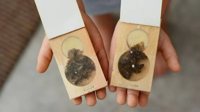 honey bee queens