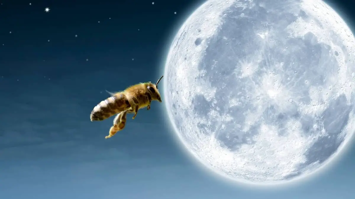 Can Bees Fly At Night
