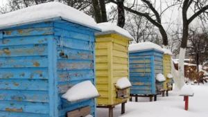 Home for bees in the winter, hive