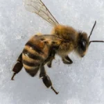 How To Keep Bees Alive In Winter