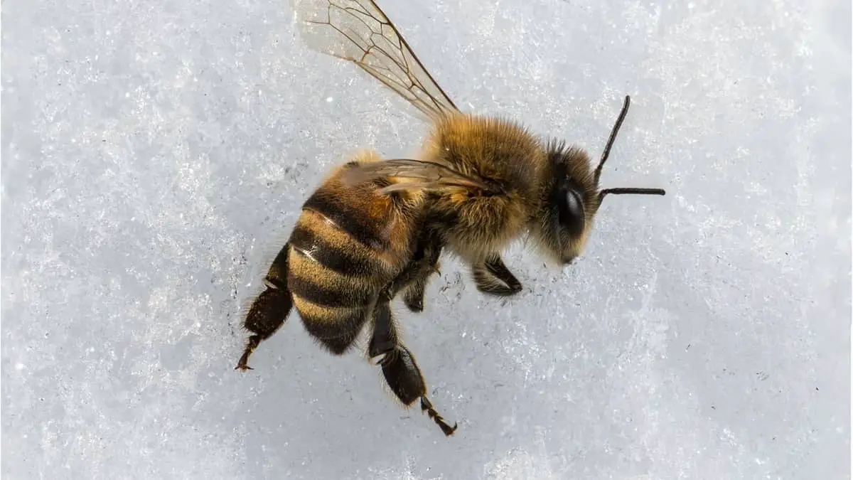 How To Keep Bees Alive In Winter