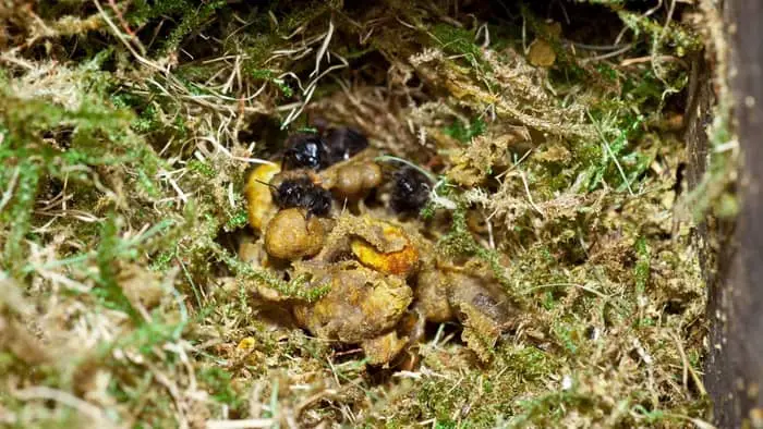 Nest of wild bumblebees