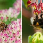 The Difference Between Honey Bees and Bumblebees