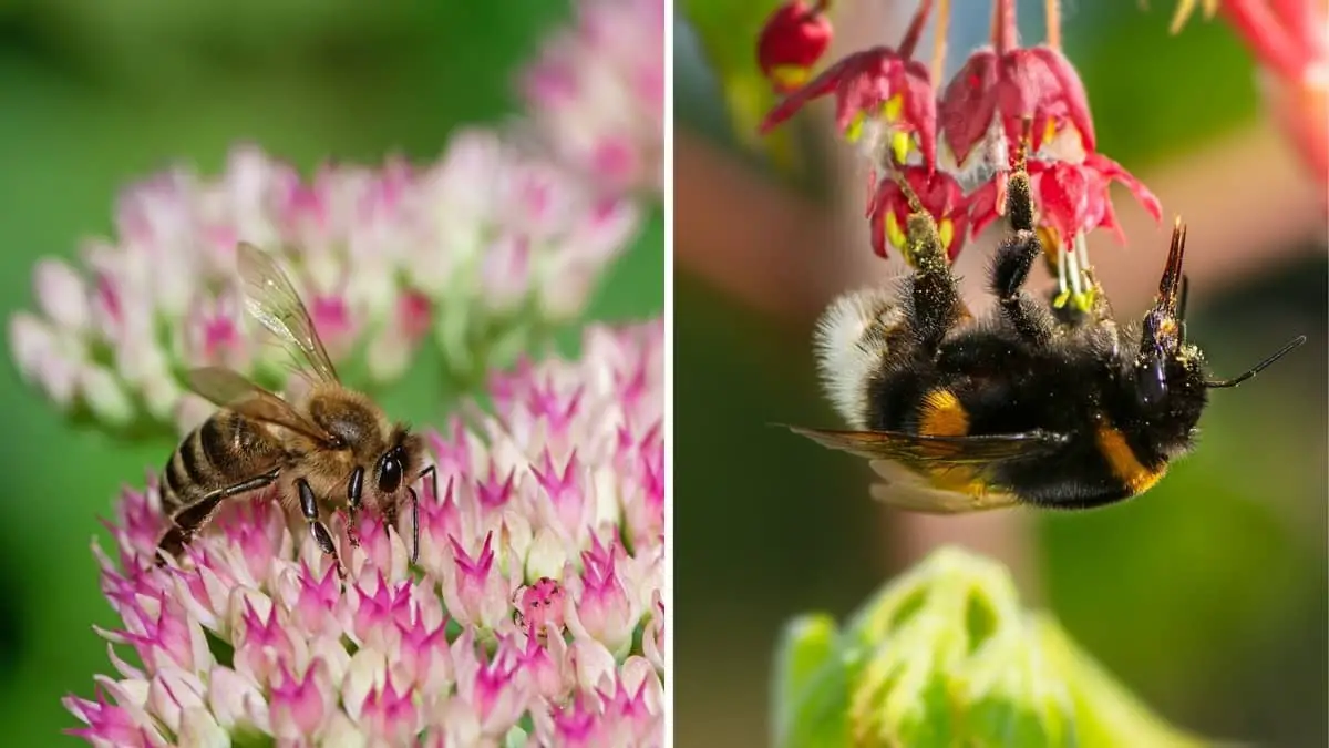 The Difference Between Honey Bees and Bumblebees