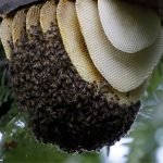 What Are Bees Nests Made Of