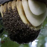 What Are Bees Nests Made Of