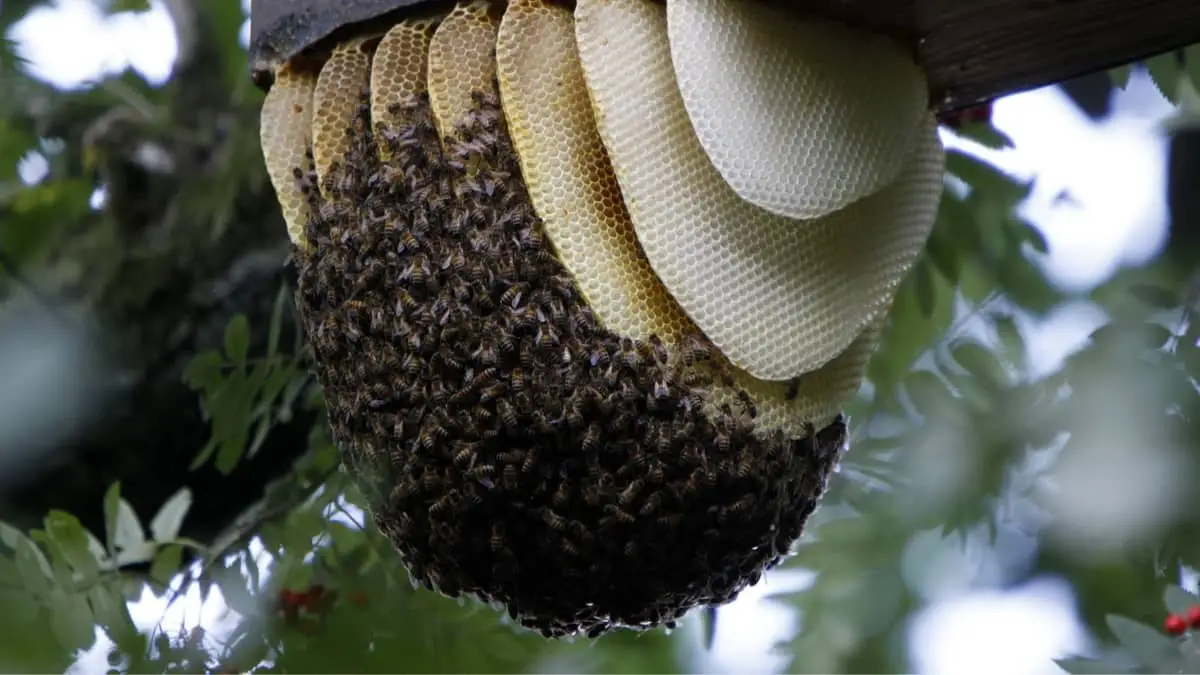 What Are Bees Nests Made Of