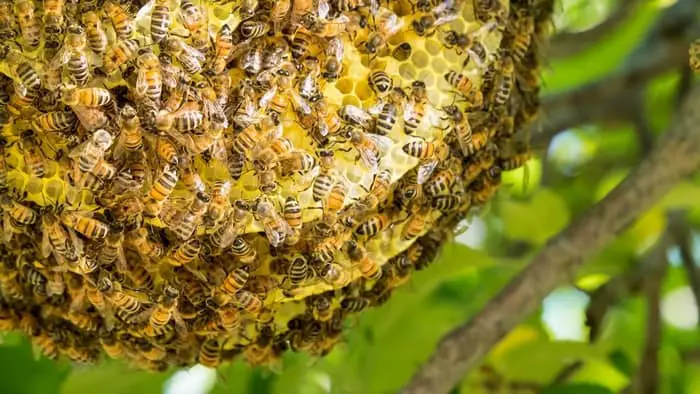Wild Honeybee Hive in an Apple Tree