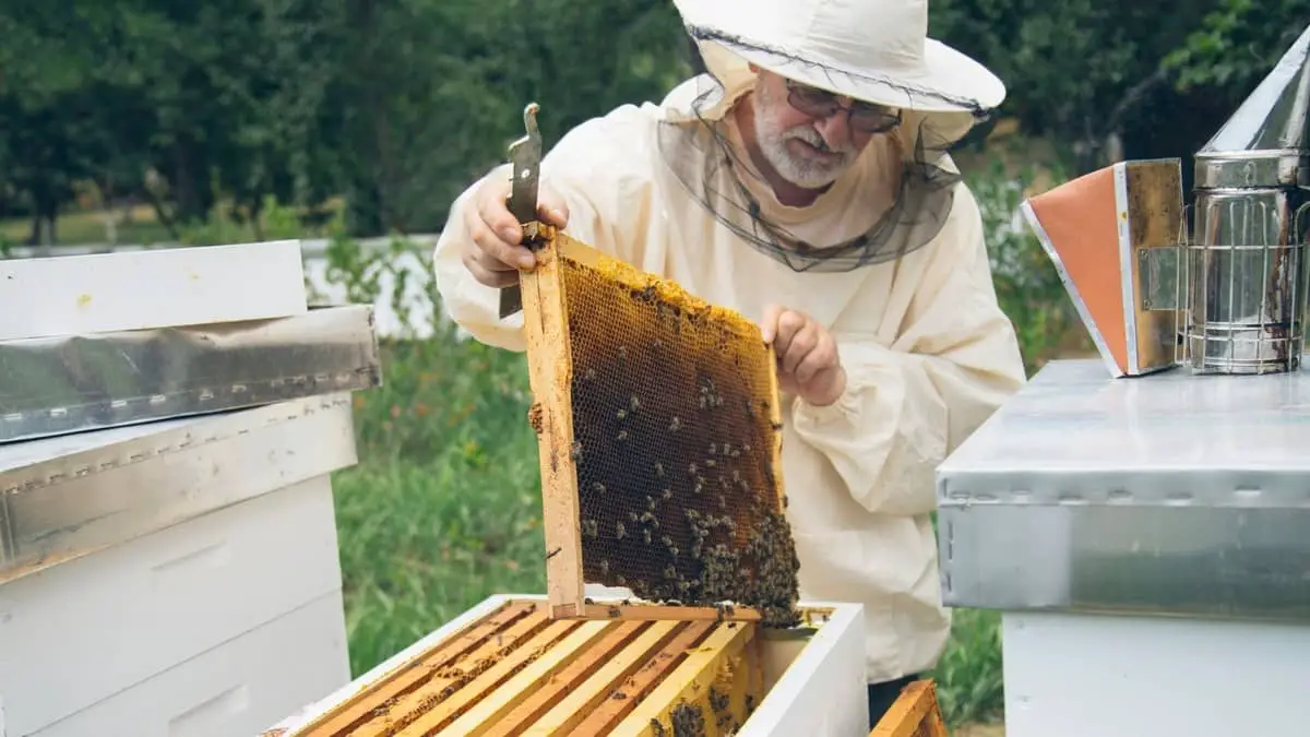 Beehive Starter Kit With Bees And The Most Important Equipment You Need