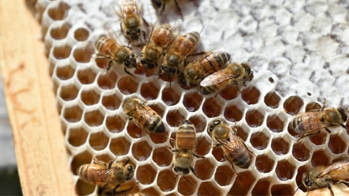 Bees can make two types of honeycomb capping
