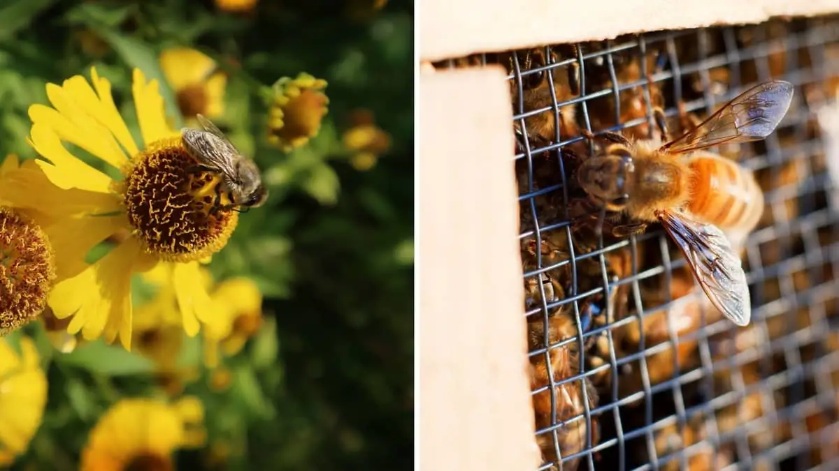 Carniolan Honey Bees vs Italian Honey Bees