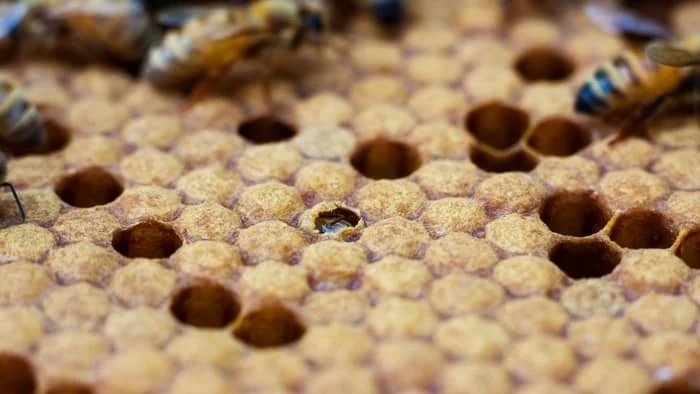 Carniolan are able to increase bee populations explosively in spring