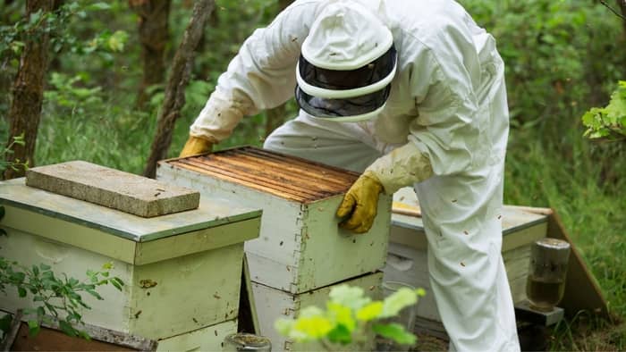 Combining Bee Hives