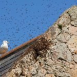 Do Honey Bees Migrate