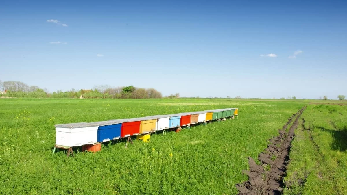 How Many Bee Hives Per Acre