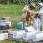 How Much Does It Cost To Start A Bee Farm