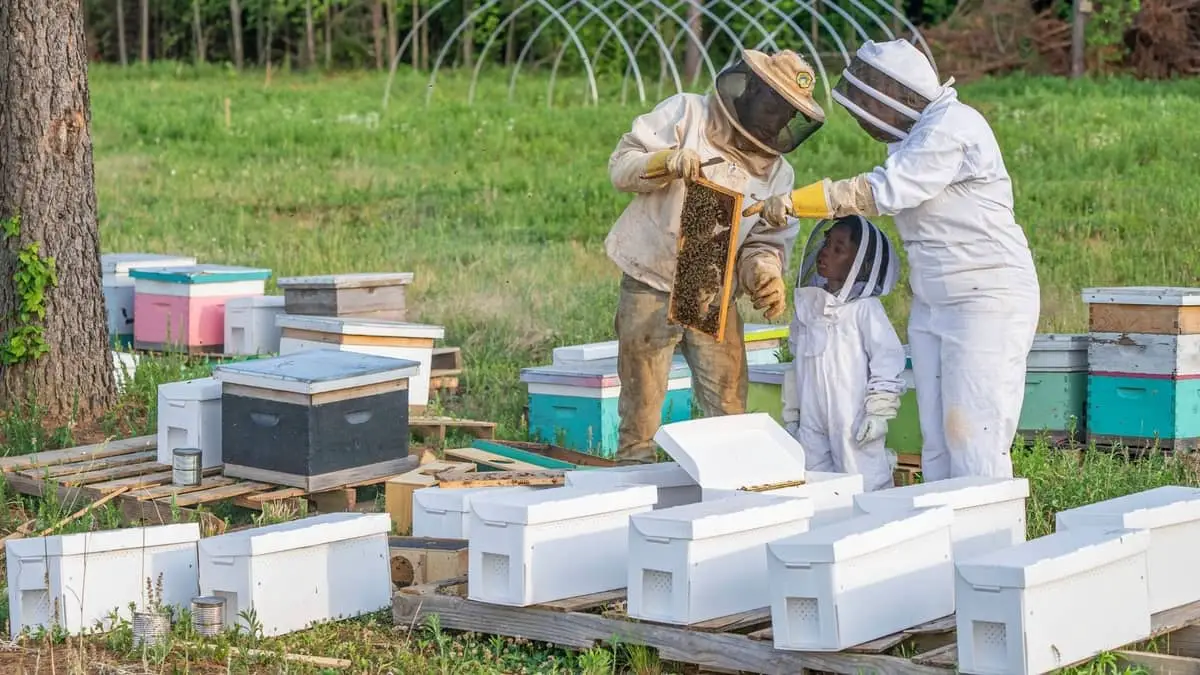How Much Does It Cost To Start A Bee Farm