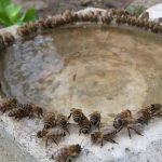 How To Provide Water For Honey Bees