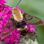 Moth That Looks Like A Bee