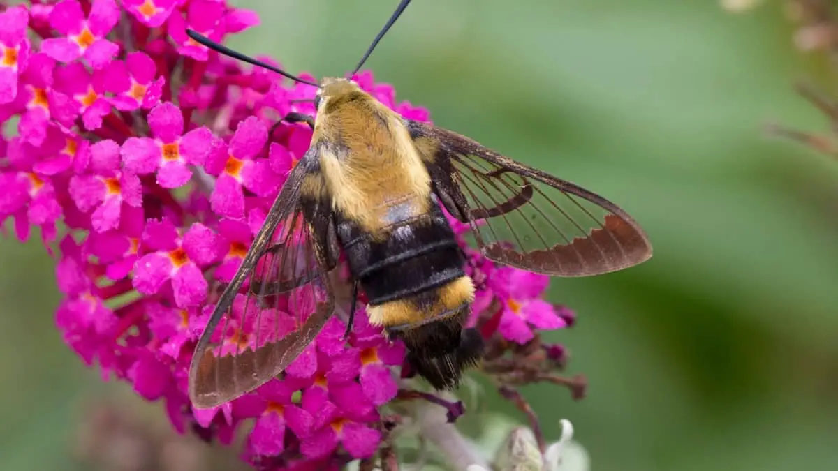 Moth That Looks Like A Bee