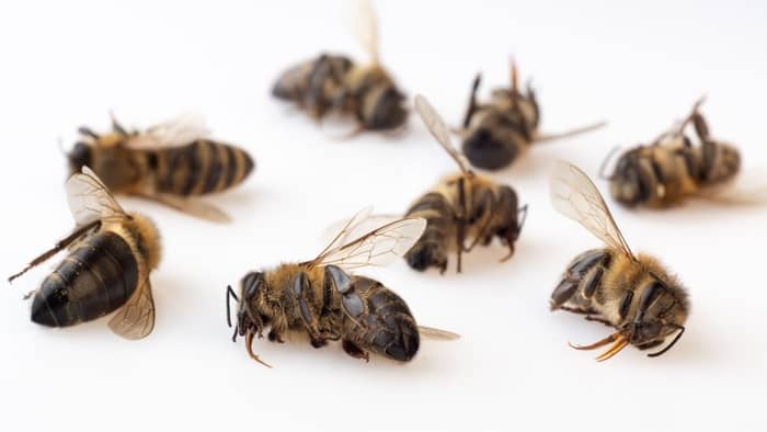 What Happens To Bees Infected With Nosema