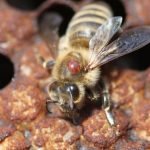 When Should I Treat My Bees For Mites