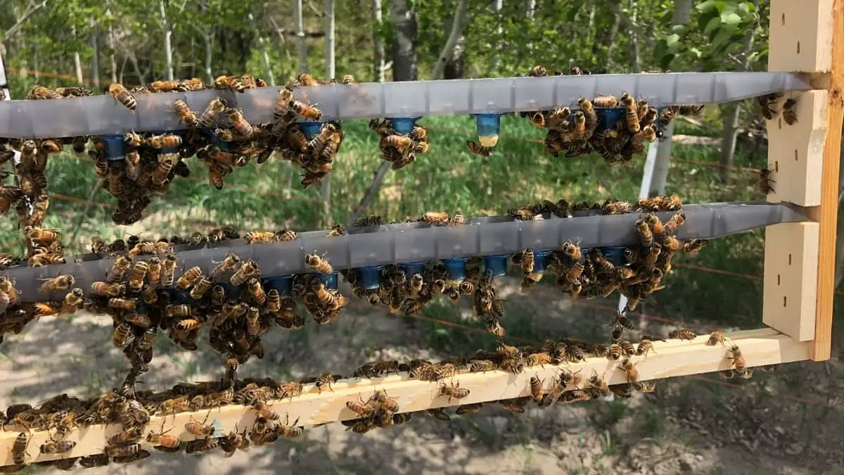 grafting queen bees