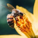 How Do Bees Get Pollen From Flowers